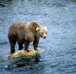 River Walker