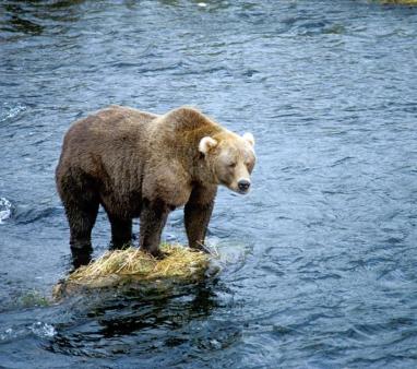 Dakota Campbell