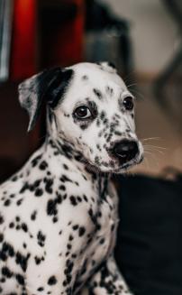 Oakley Clark
