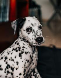 Marley Spencer